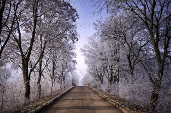 Street, path, avenue, hoarfrost, rime, winter, wintry, Stuttgart, Baden-Württemberg, Germany, Europe