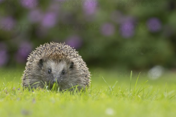 European hedgehog (Erinaceus europaeus) adult animal on a garden grass lawn in summer, England, United Kingdom, Europe