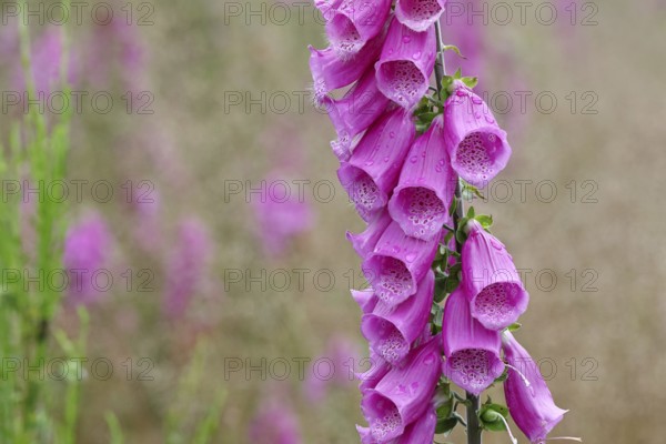 Common foxglove (Digitalis purpurea), flowers, from the plantain family, highly toxic, deadly poisonous plant, Wilnsdorf, North Rhine-Westphalia, Germany, Europe