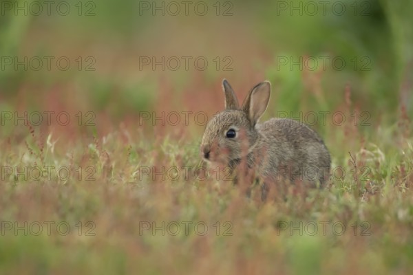 Rabbit (Oryctolagus cuniculus) wild juvenile baby animal in grassland with red summer flowers, England, United Kingdom, Europe