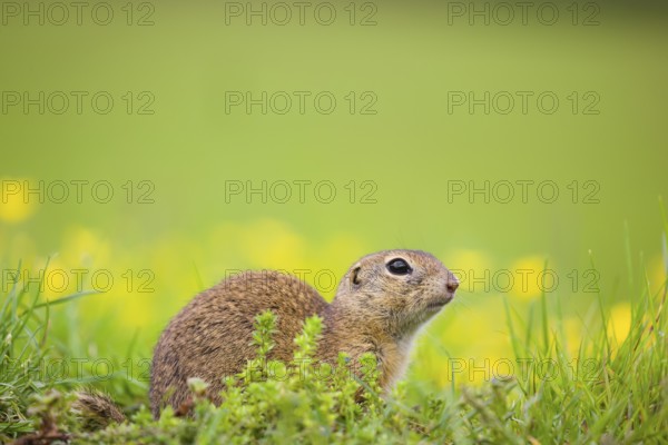 An adult European ground squirrel (Spermophilus citellus) or European souslik sits in green gras next to a flowering Ranunculus