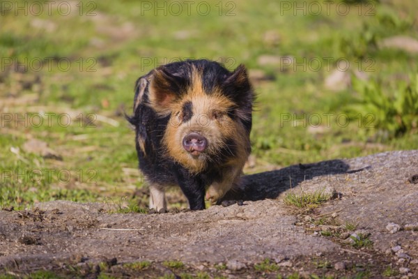 Kunekune pig, sus scrofa domesticus, a domestic breed from New Zealand