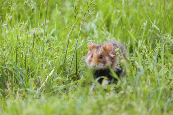 A European hamster (Cricetus cricetus), Eurasian hamster, black-bellied hamster or common hamster, collects herbs, grass and daisies on a meadow