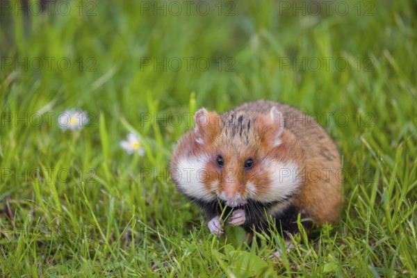 A European hamster (Cricetus cricetus), Eurasian hamster, black-bellied hamster or common hamster, collects herbs, grass and daisies on a meadow