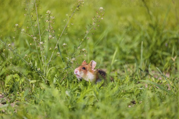 A European hamster (Cricetus cricetus), Eurasian hamster, black-bellied hamster or common hamster, collects herbs, grass and daisies on a meadow