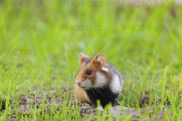 A European hamster (Cricetus cricetus), Eurasian hamster, black-bellied hamster or common hamster, leaves his den