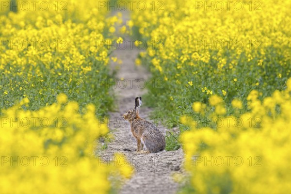 European brown hare (Lepus europaeus) foraging in yellow rape field, rapefield flowering in spring