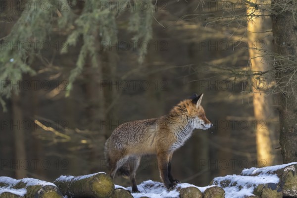 One red fox, Vulpes vulpes, standing on a stack of wood in a forest searching for food