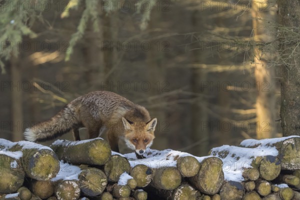 One red fox, Vulpes vulpes, standing on a stack of wood in a forest searching for food