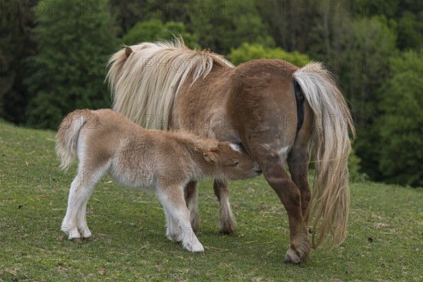 Falabella mare suckling foal, The Falabella (Equus ferus caballus) is the smallest horse at all
