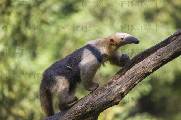 One southern tamandua (Tamandua tetradactyla), walking up a dead branch in a forest