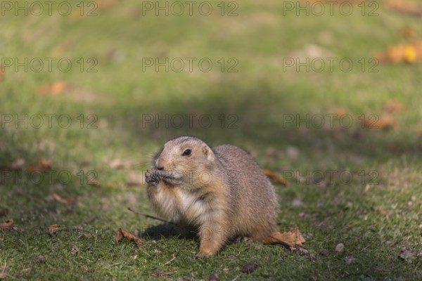 One black-tailed prairie dog sitting on short grass, searching for food on a bright sunny day