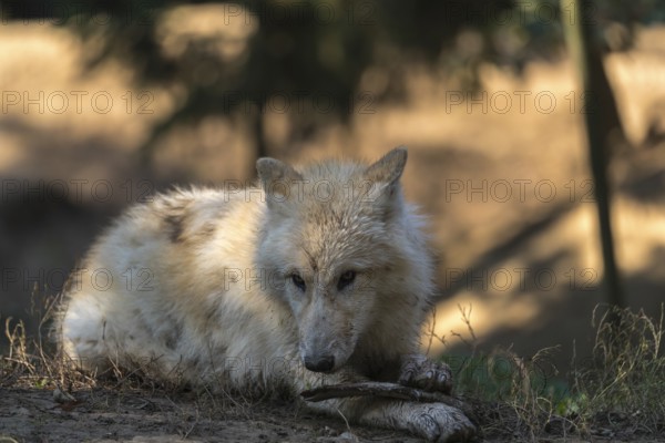 One Arctic wolf (Canis lupus arctos) lying on the forest floor, chewing on a bone. Green vegetation in the background
