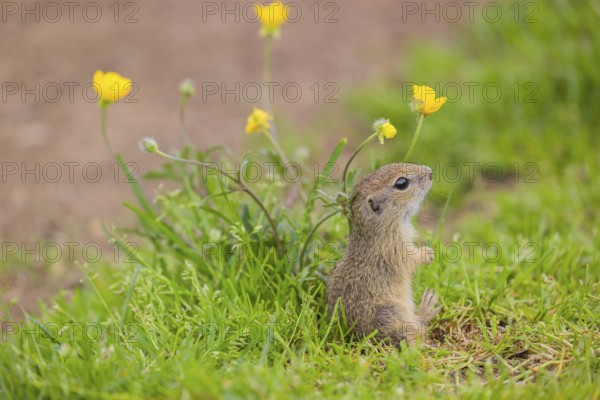 A young European ground squirrel (Spermophilus citellus) or European souslik sits in green gras next to a flowering Ranunculus