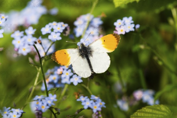 Orange-tip, Orange Tip, (Anthocharis cardamines), male butterfly, feeding on For-get-me-not flowers in a woodland, Hesse, Germany, Europe