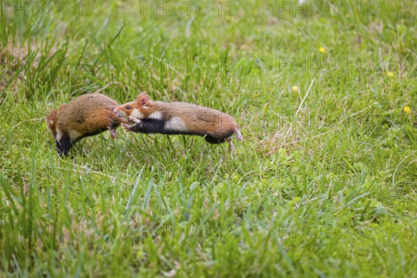 Mating season. Two European hamster (Cricetus cricetus), Eurasian hamster, black-bellied hamster or common hamster fight on a green meadow