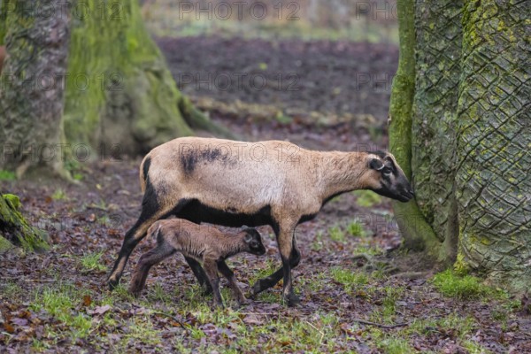 A female Cameroon or Cameroon Dwarf sheep, Ovis gmelini aries, and its lamb stand on a forest edge