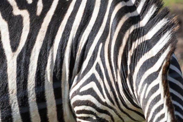 The zebra has a black and white striped pattern on its back. The stripes are very close together, creating a very detailed and intricate pattern. The zebra's back is also covered in black
