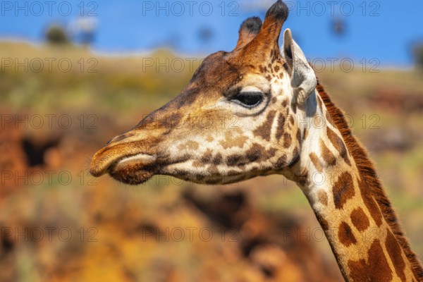 A giraffe with a long neck and brown spots is standing in front of a rocky hill. The giraffe's head is turned to the side, and its mouth is open. Concept of curiosity and exploration