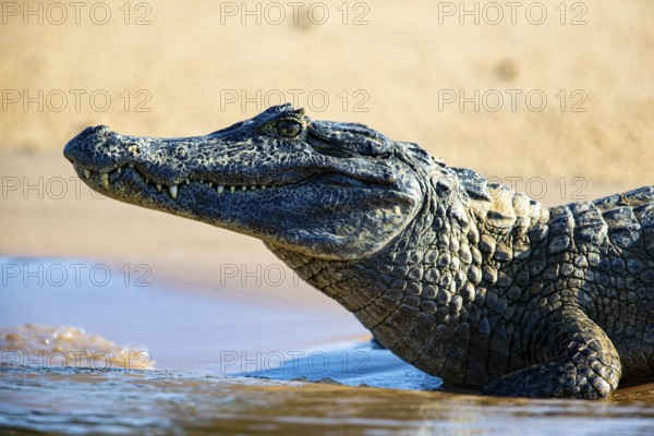Spectacled caiman (Caiman crocodilius) Panatanal Brazil