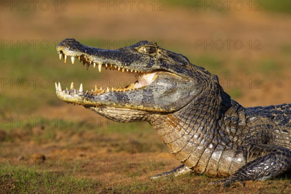 Spectacled caiman (Caiman crocodilius) Panatanal Brazil