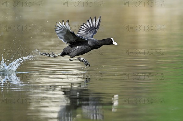 Eurasian Coot (Fulica atra), running over the water surface and causing splashing water, shallow lake, Canton Aargau, Switzerland, Europe