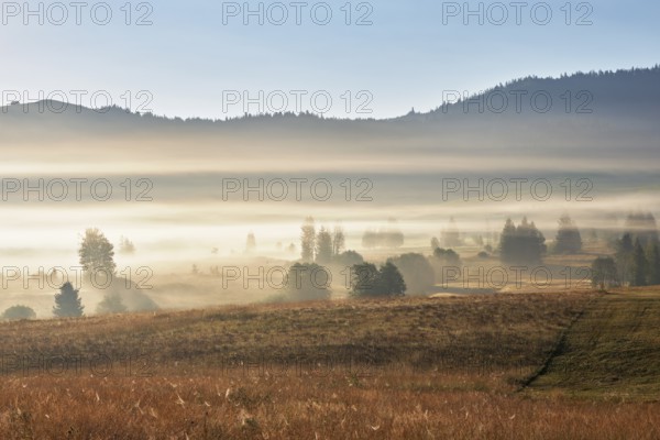 High moor in autumnal discolouration, Rothenthurm, Canton Schwyz, Switzerland, Europe