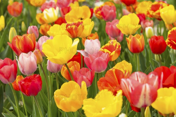 Colourful blooming tulips (tulpia) in a field for self-cutting flowers in Katzenberg, Nossen, Saxony, Germany, Europe
