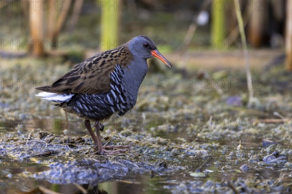 Water rail (Rallus aquaticus), at the edge of a reed, Danube Delta, Romania, Europe