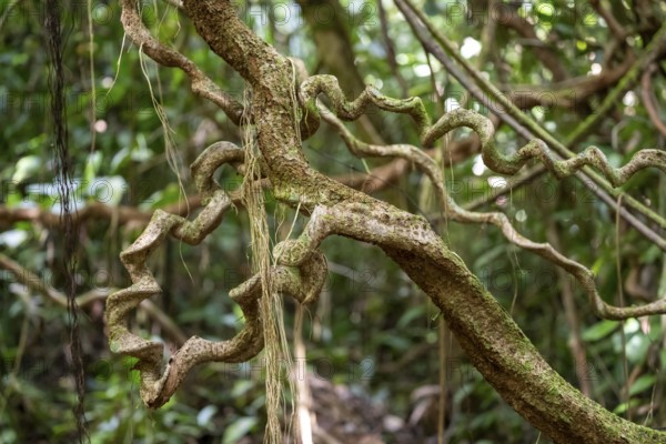 Lianas in the tropical rainforest, Corcovado National Park, Osa, Puntarena Province, Costa Rica, Central America