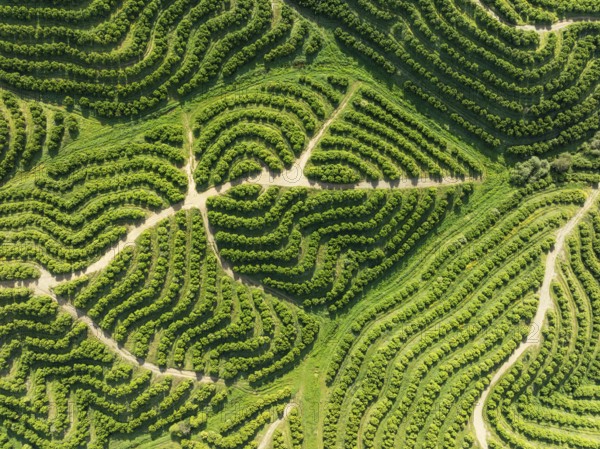 Cultivated orange trees (Citrus sinensis) and network of agricultural roads. Aerial view. Drone shot. Huelva province, Andalusia, Spain, Europe