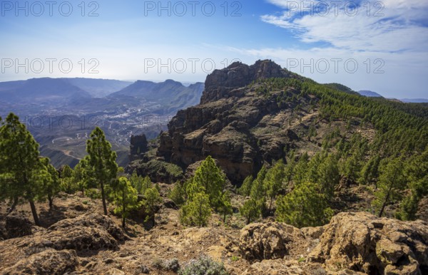 View into the valley of the Caldera de Tirajana, pine forest around the summit of El Campanario, Gran Canaria, Canary Islands, Spain, Europe