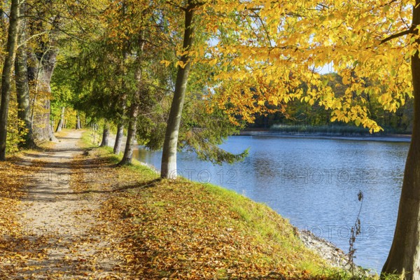 Path around the castle pond in autumn, castle park of Schloss Hermsdorf, Ottendorf-Ockrilla, Saxony, Germany, Europe