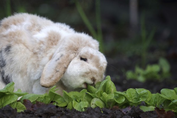 Rabbit (Oryctolagus cuniculus domestica), ram rabbit, floppy ears, lettuce, hunger, In the garden the domestic rabbit eats the fresh winter lettuce