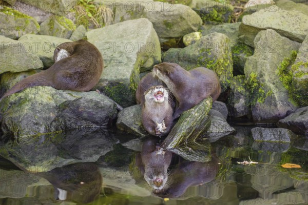 Three oriental small-clawed otter or Asian small-clawed otter (Aonyx cinerea) are standing on a rocky shore, one of them is eating a fish The otters are reflected in the smooth water