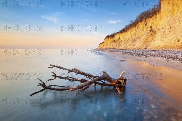 The high shore in the evening light, driftwood on the beach with pebbles, cliffs near Ahrenshoop, Fischland-Darß-Zingst, Mecklenburg-Vorpommern, Germany, Europe