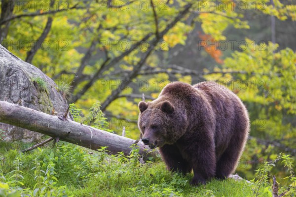 An adult female brown bear (Ursus arctos arctos) stands grazing on a green meadow. A bright green forest can be seen in the background