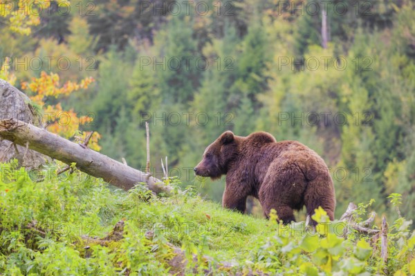 A young male Eurasian brown bear (Ursus arctos arctos) stands grazing on a meadow. In the distance is a forest