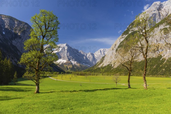 Nature conservancy area Grosser Ahornboden. Sycamore maple trees, Acer pseudoplatanus, in springtime. Karwendel Mountains, Austria, Europe