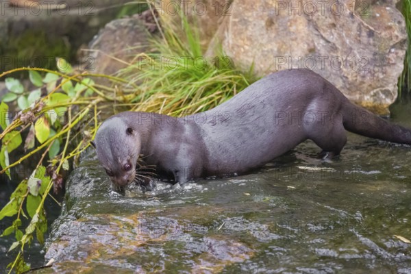 A giant otter or giant river otter (Pteronura brasiliensis) stands in the shallow water of a small river and eats a fish