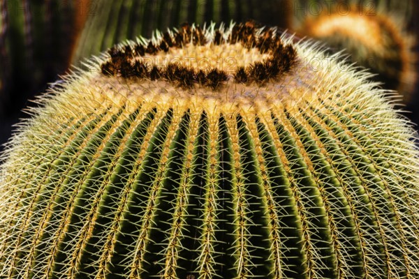 2016, Guatiza, Lanzarote, Jardin de Cactus by Cesar Manrique, ESP, Spain, Canary Islands, Canary Islands, Atlantic Ocean, Lanzarote, biosphere reserve, volcano, volcanism, volcanic island, island, recording date, Europe
