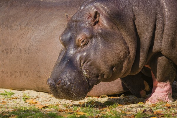 Two hippopotamus or hippo (Hippopotamus amphibius), grazing on a river bank