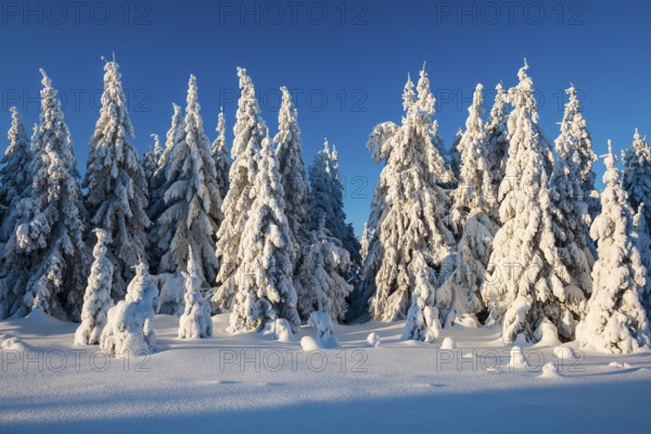 Snow-covered winter landscape with snow-covered spruce forest, Harz National Park, Saxony-Anhalt, Germany, Europe