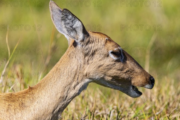 Pampas deer (Ozotoceros bezoarticus) Pantanal Brazil