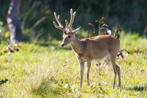 Pampas deer (Ozotoceros bezoarticus) Pantanal Brazil