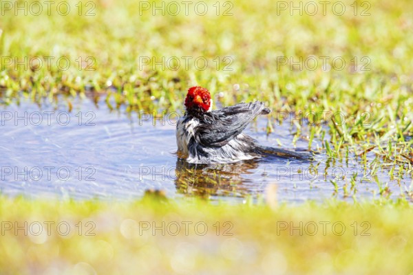 The red-capped cardinal (Paroaria gularis) Pantanal Brazil