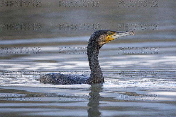 Cormorant (Phalacrocorax carbo) in the water Germany