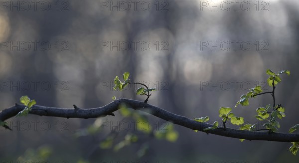 A branch with new, fresh, green leaves in front of a blurred, dark background, Krefeld, North Rhine-Westphalia, Germany, Europe