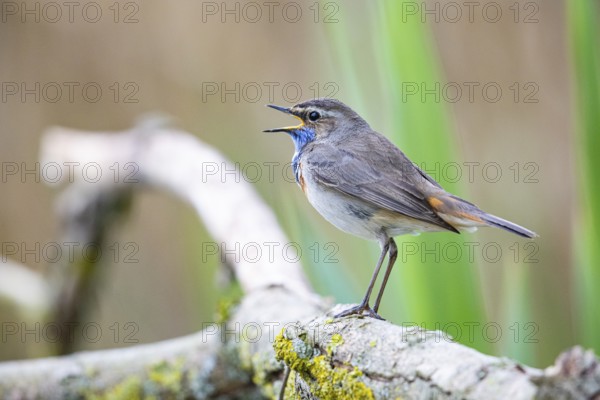 Bluethroat (Luscinia svecica cyanecula) Male Germany
