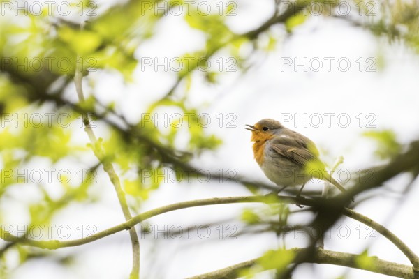 A robin (Erithacus rubecula) sitting on a branch surrounded by foliage, Hesse, Germany, Europe